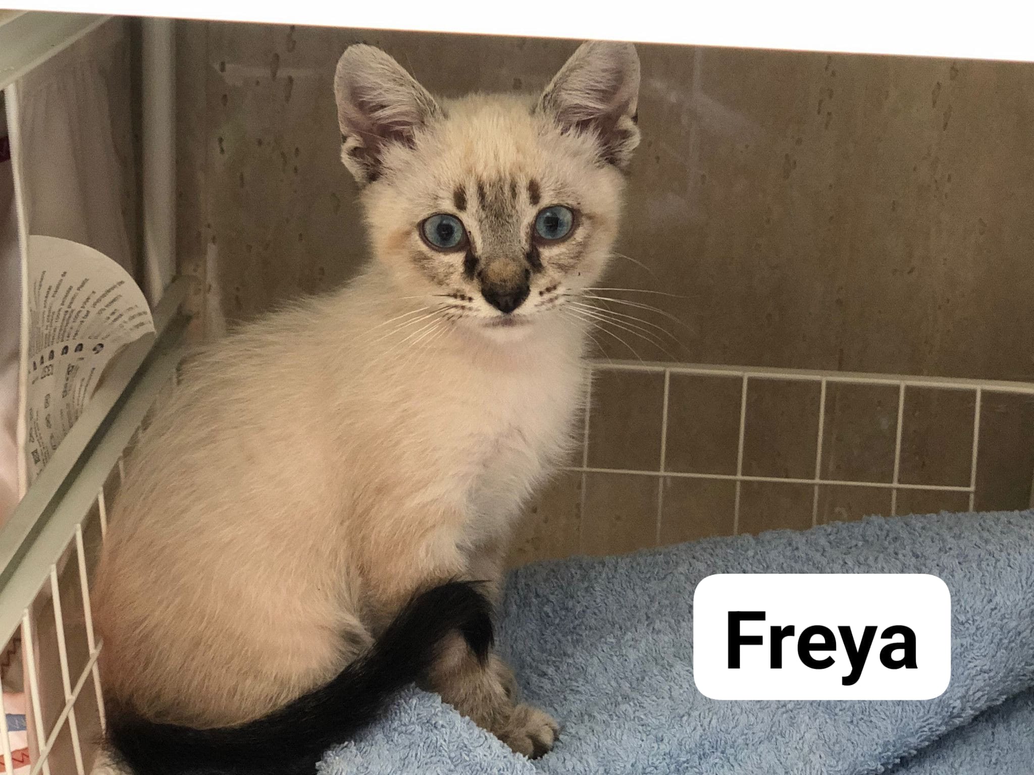 Freya, animal vinculado a la organización