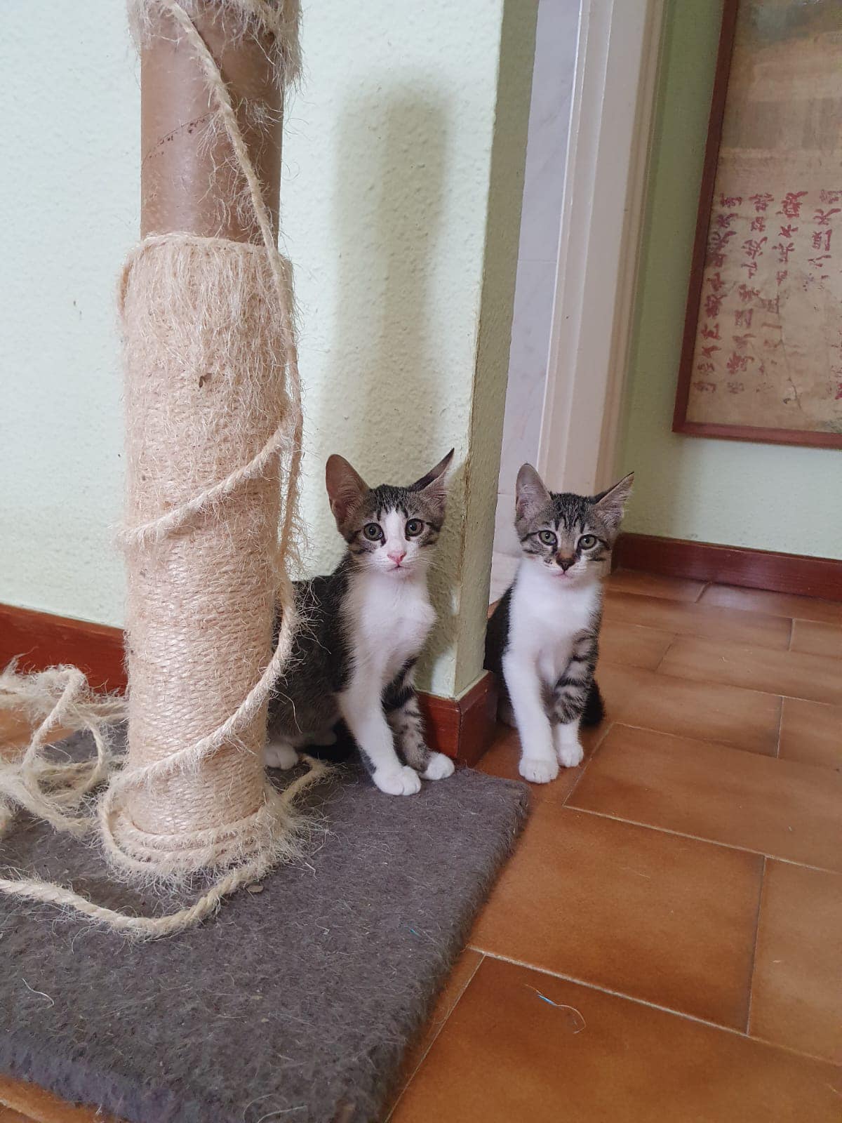 Lila y Lolo, animal vinculado a la organización