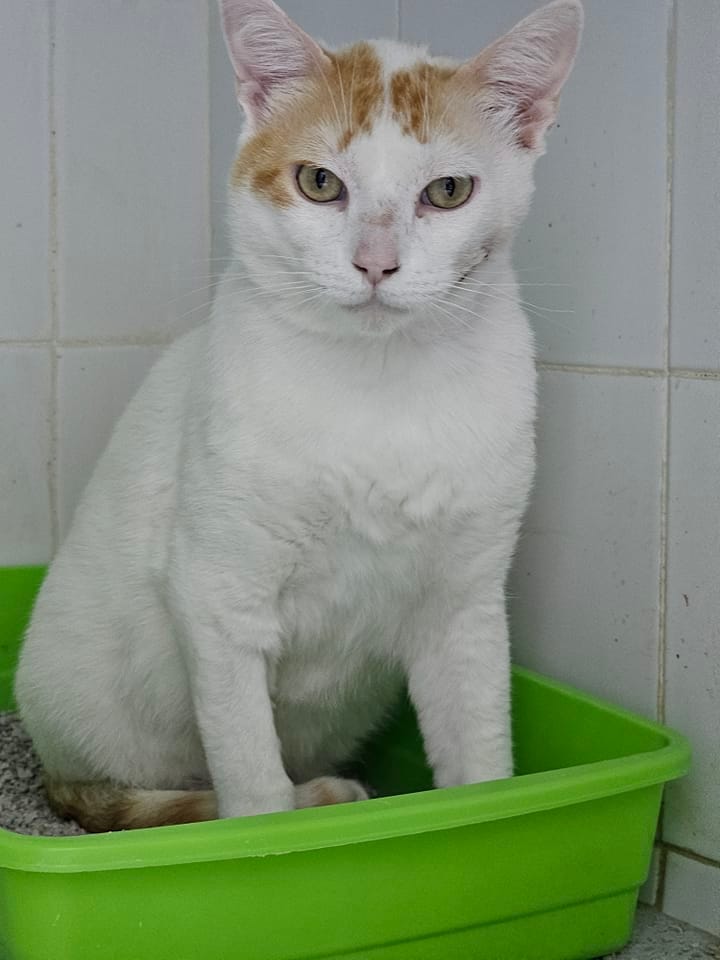 Mimosito, animal vinculado a la organización