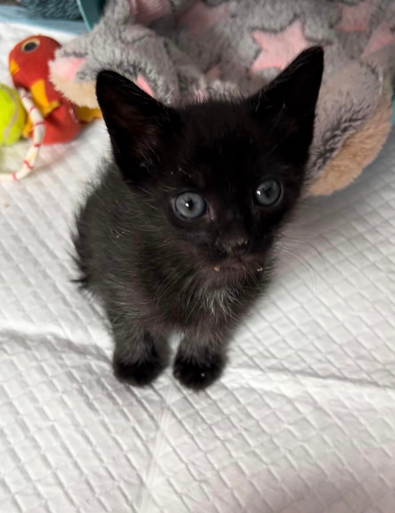 Pantera Negra, animal vinculado a la organización