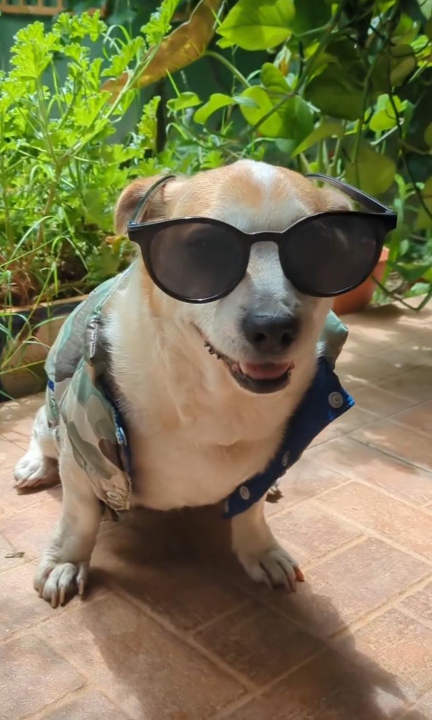 Immagine WhatsApp 2025-01-02 ore 05.08.35_d14df0da