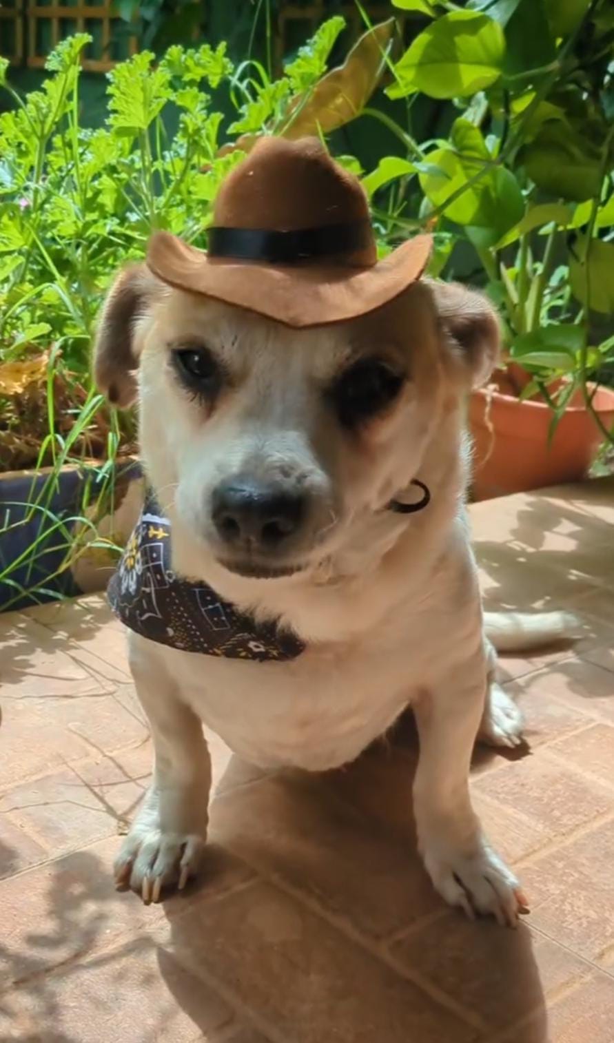 Immagine WhatsApp 2025-01-02 ore 05.08.36_39d5f129