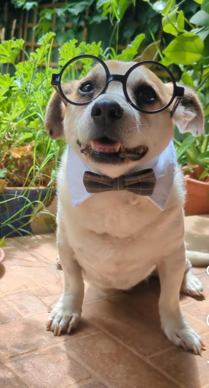 Immagine WhatsApp 2025-01-02 ore 05.08.36_443310e4