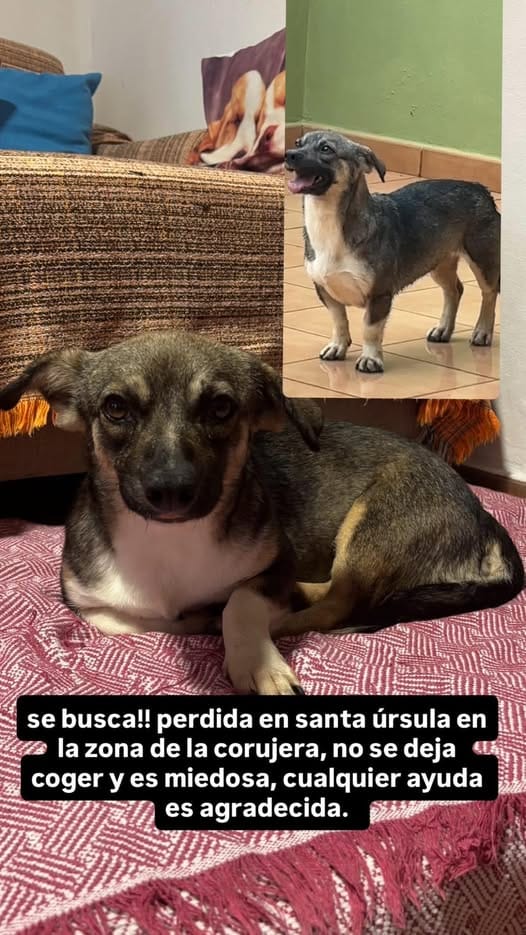 Necesidades de Neccessità Test