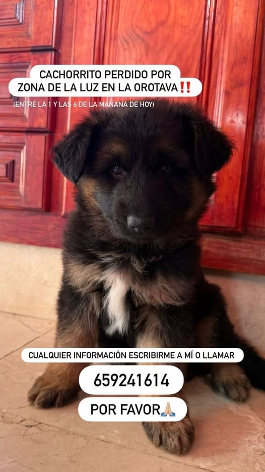 AnimaleTest, animal vinculado a la organización