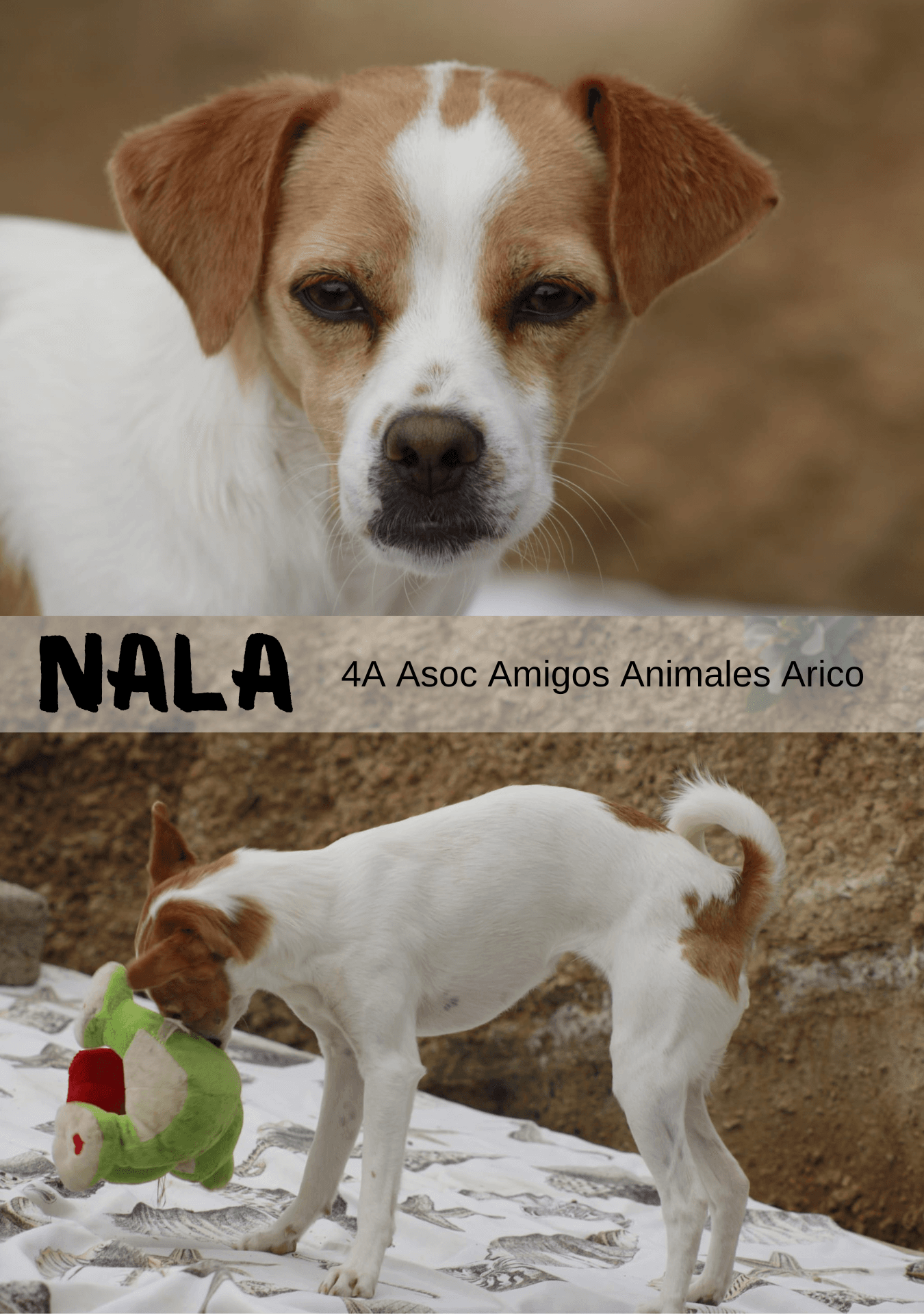 Adopta a tu Compañero Perfecto