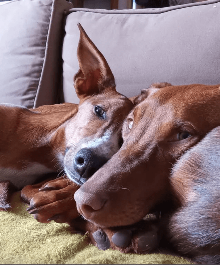 Perros Santuario