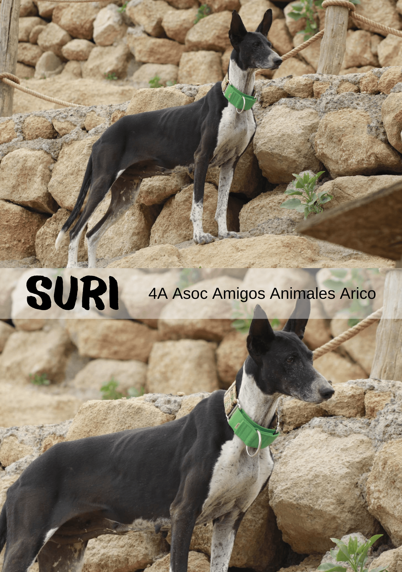 Adopta a tu Compañero Perfecto