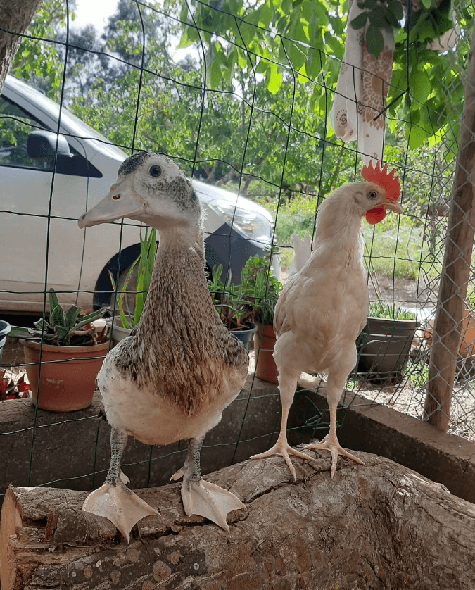 Plumíferos