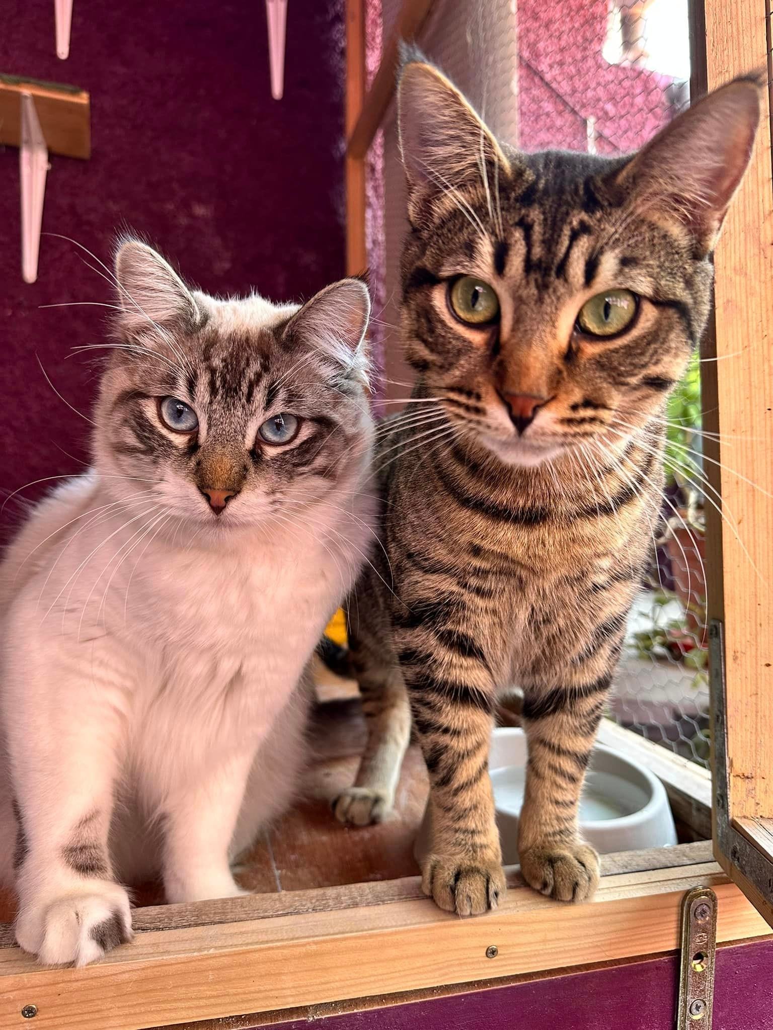 Bruno y Benito