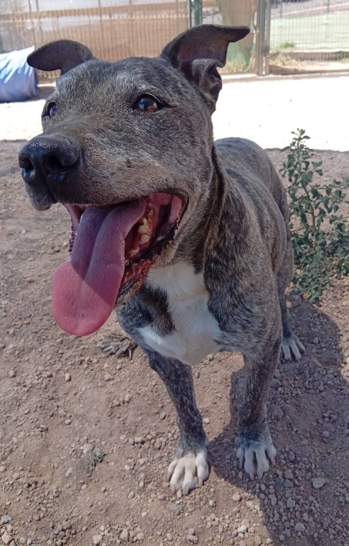 BUDDY