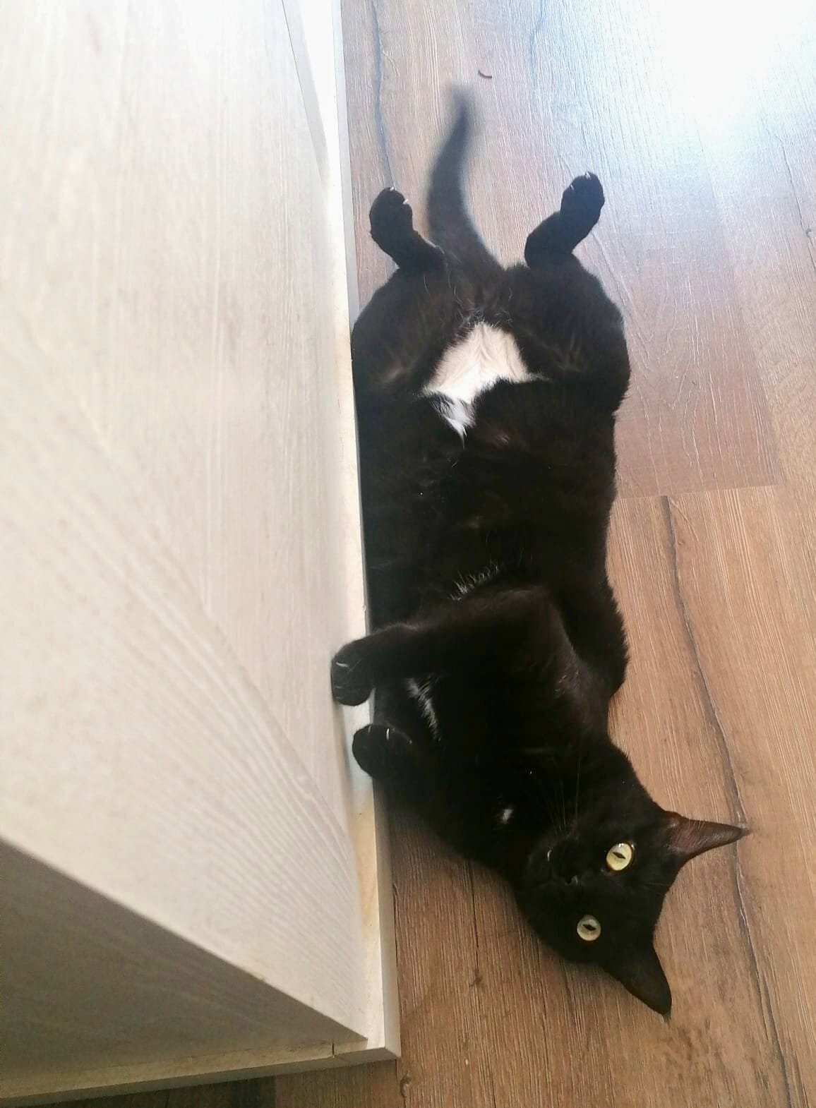 Leyla