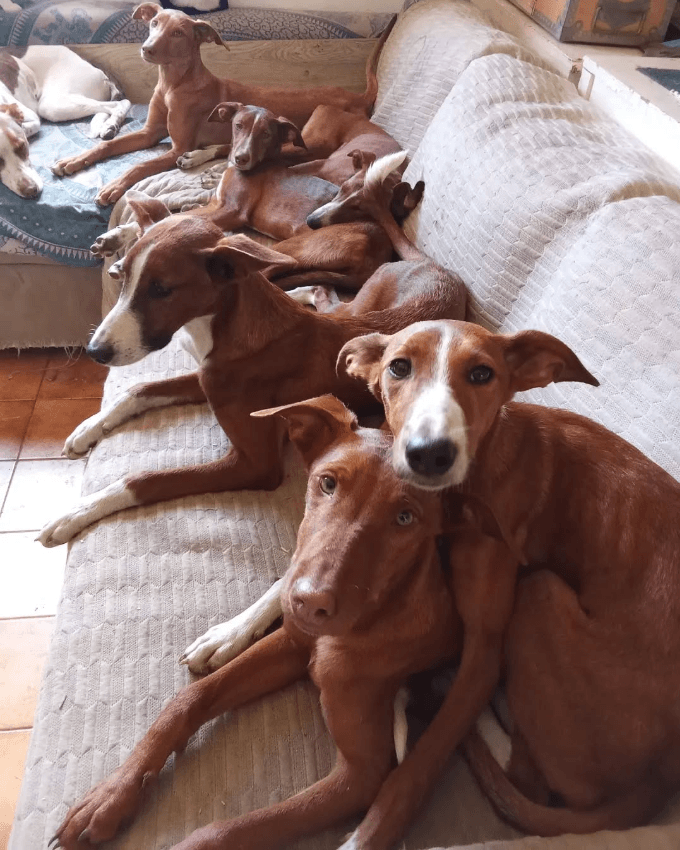 Perros Santuario