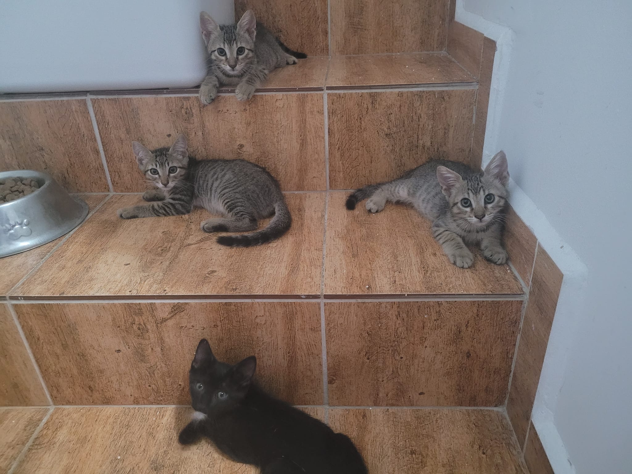¡Cuatro hermanos buscan un hogar lleno de amor!