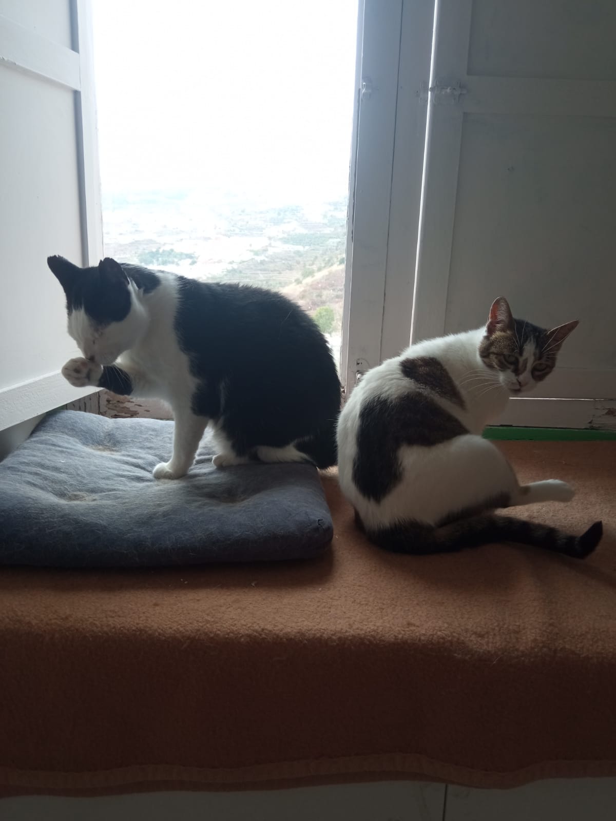 GORDO, CLEO Y NANA