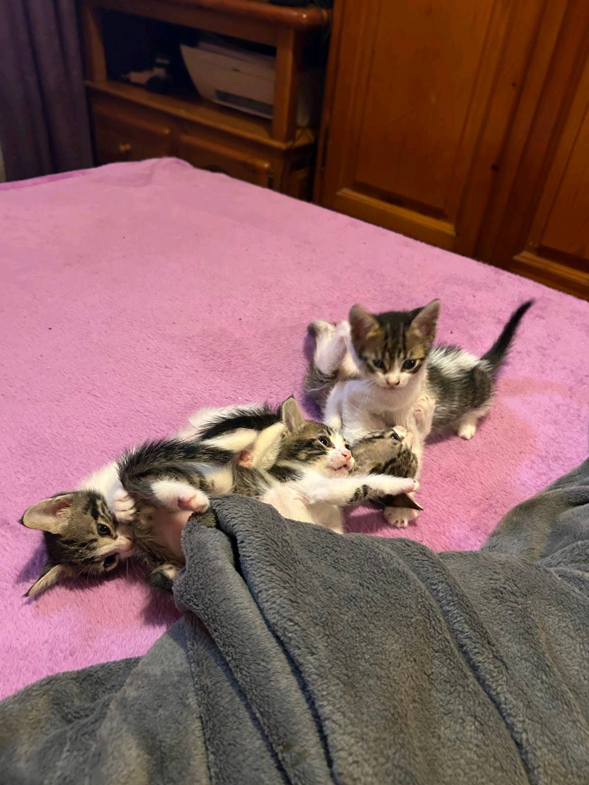 Gatitos Raya