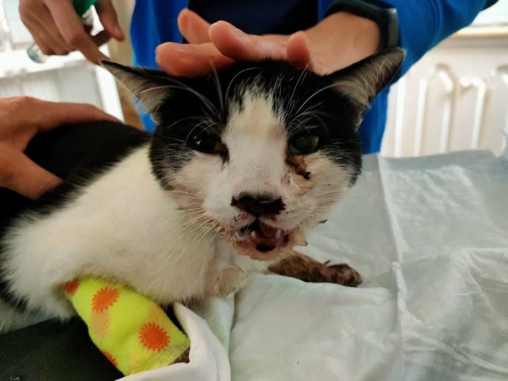 Bella