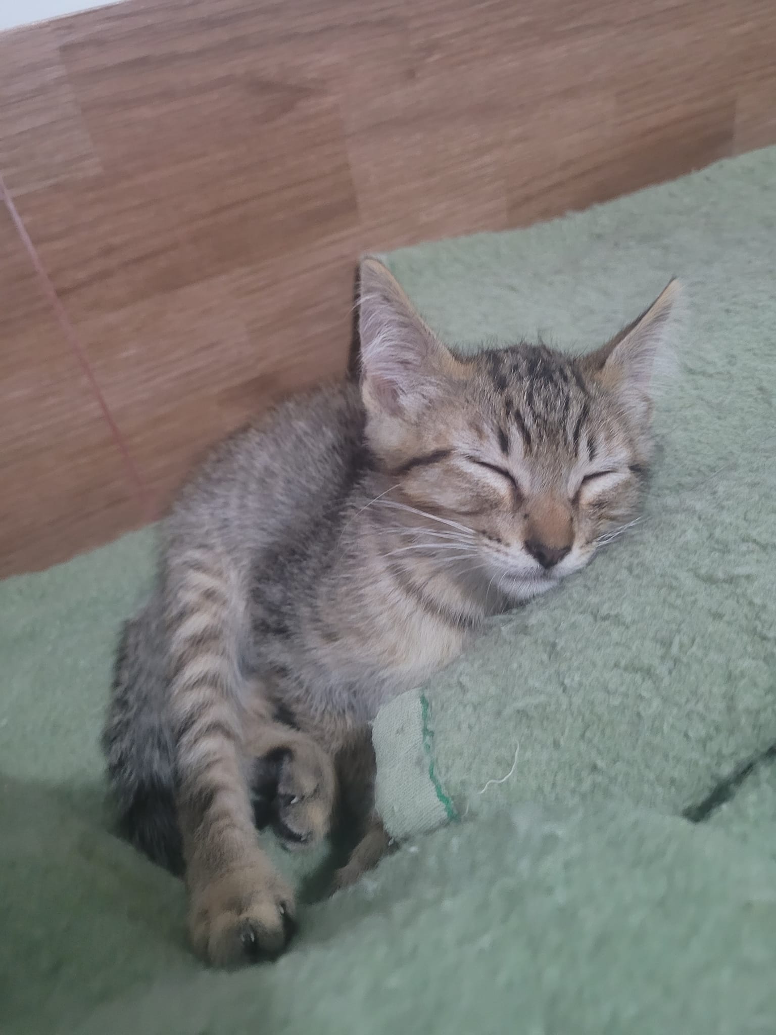 ¡Cuatro hermanos buscan un hogar lleno de amor!
