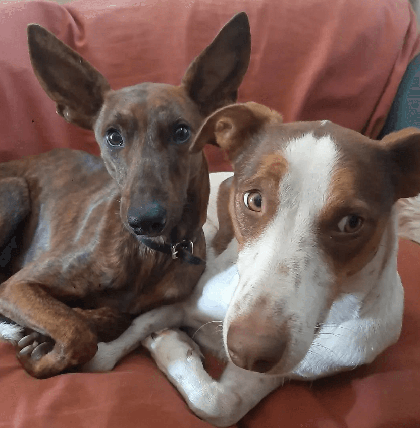 Perros Santuario