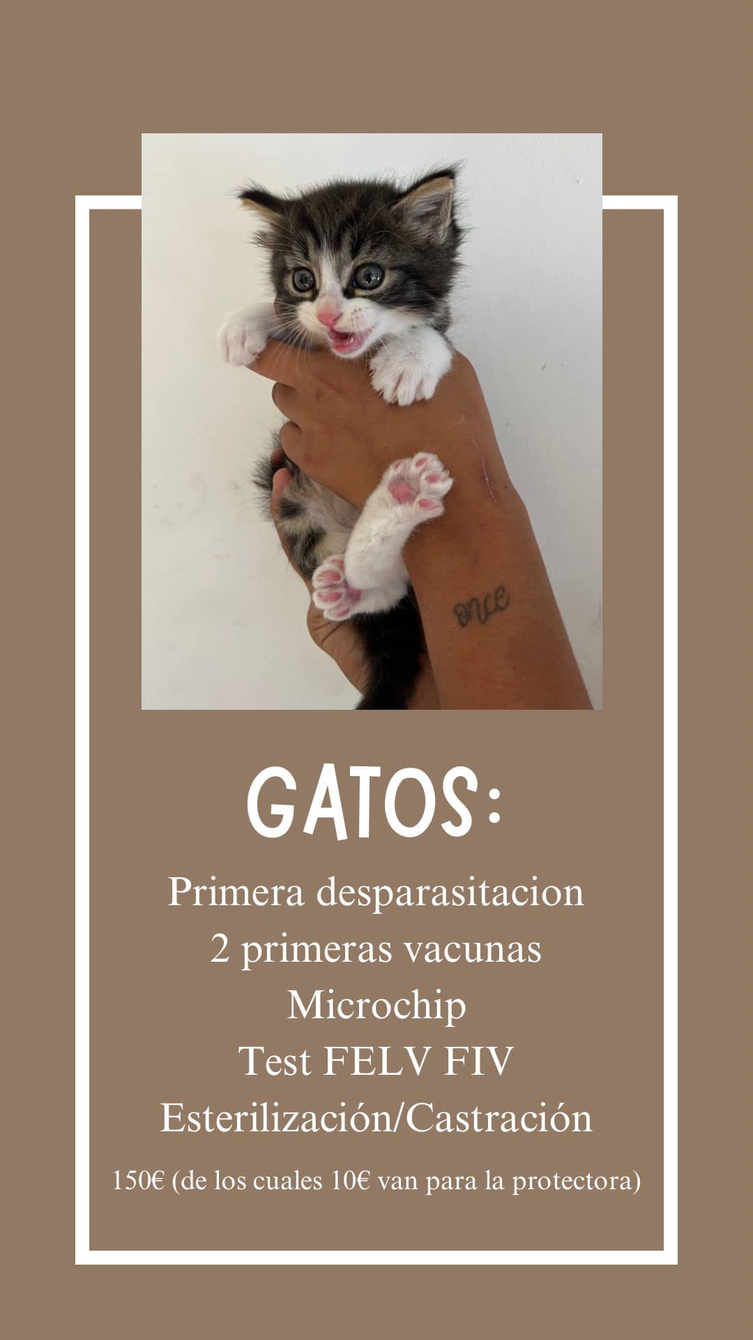 Foto di Adóptame 4Huellitas 3