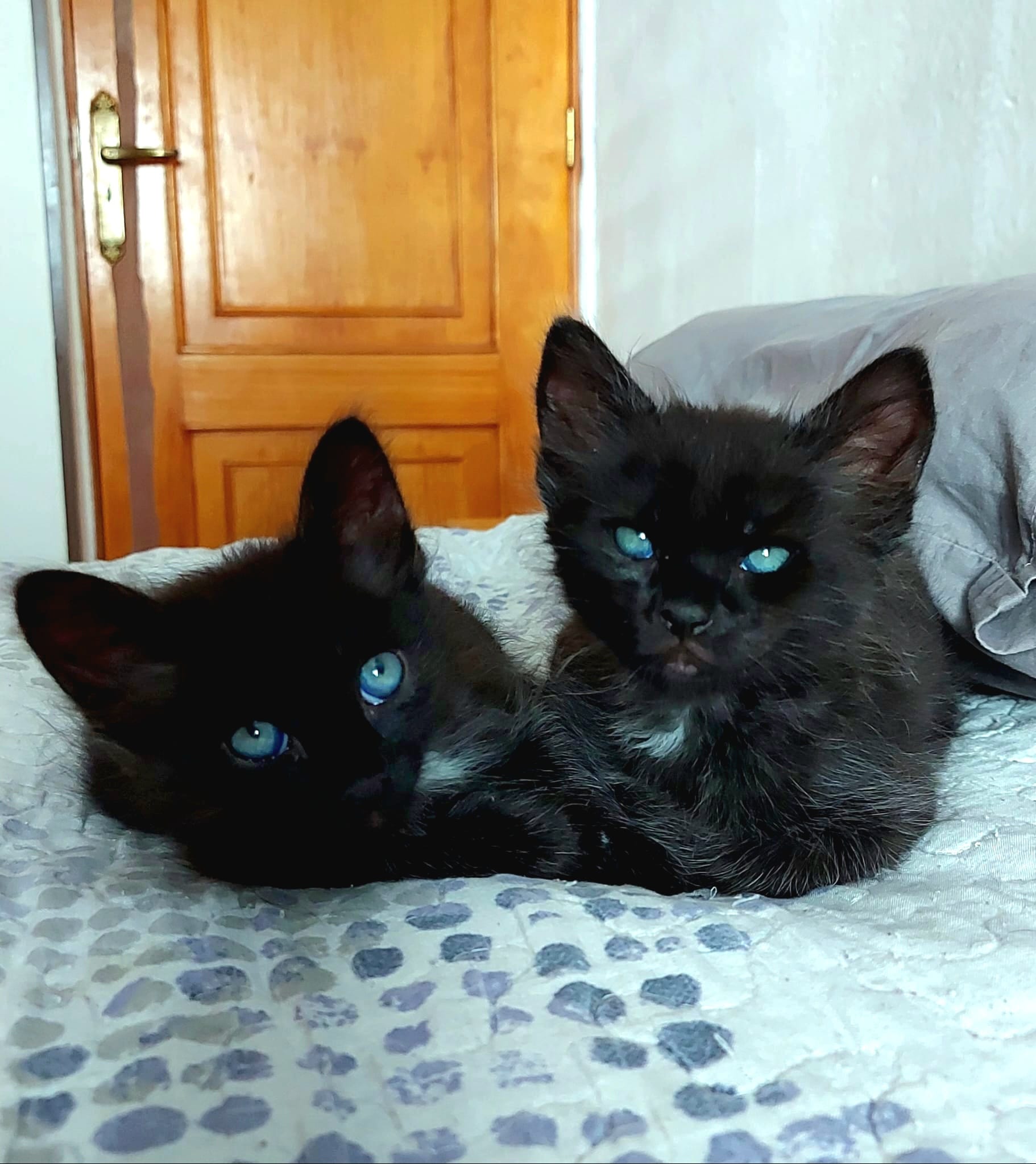 Panther y Nero