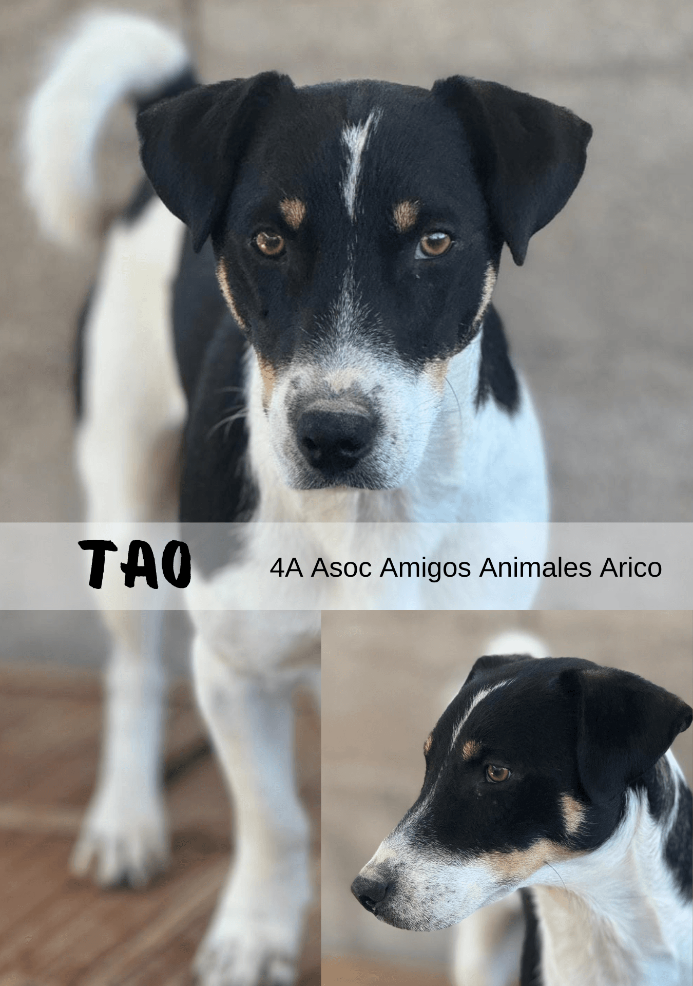 Adopta a tu Compañero Perfecto