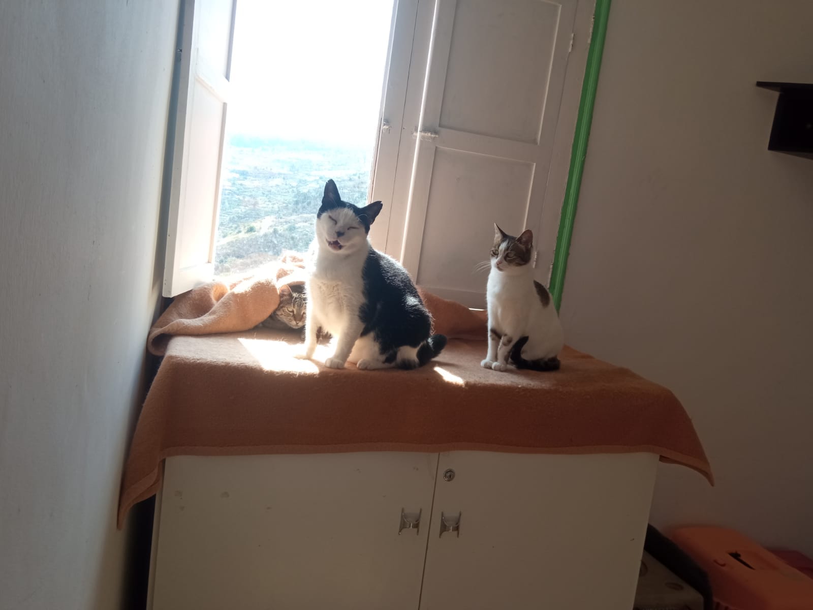 GORDO, CLEO Y NANA
