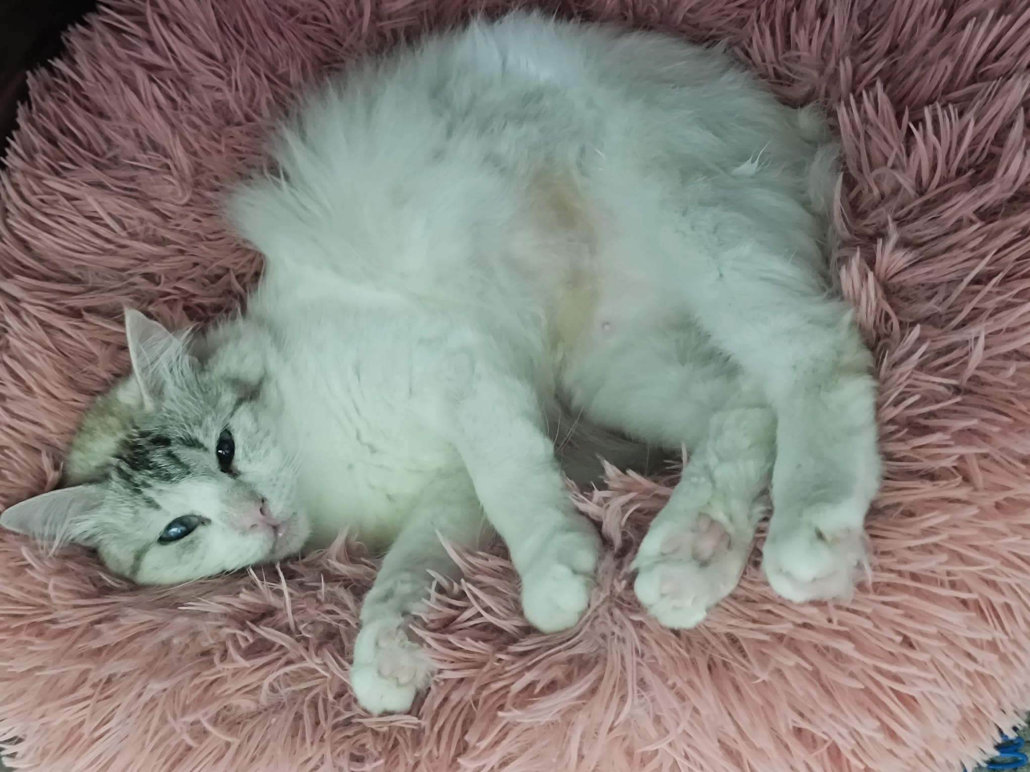 Khalessi