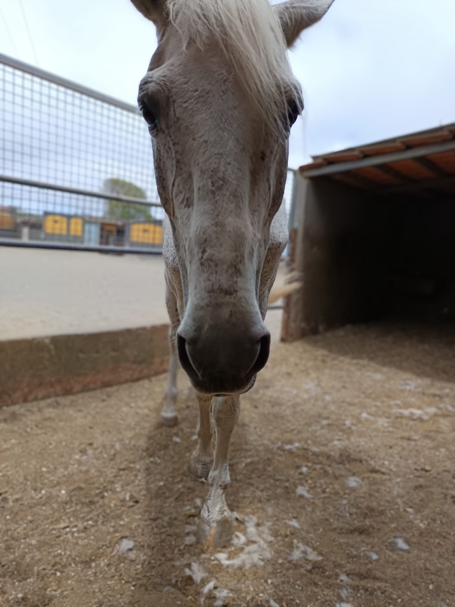Curro