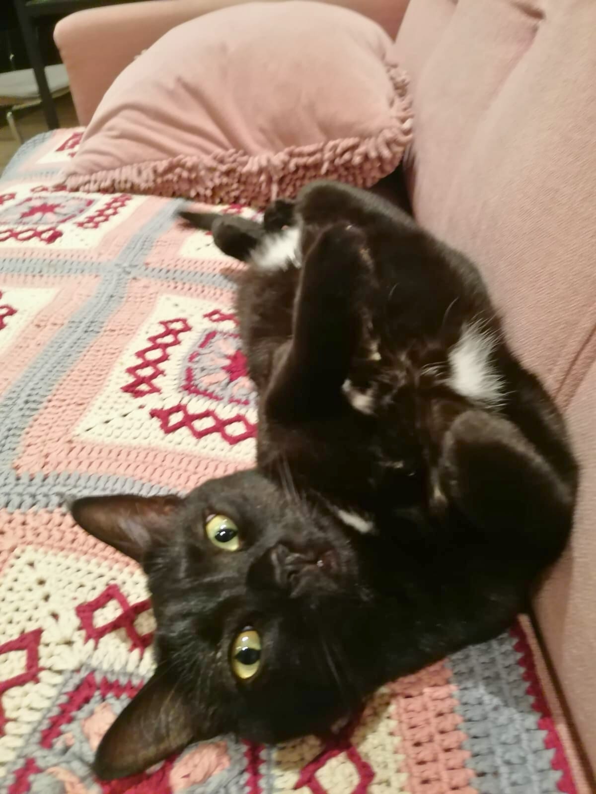 Leyla