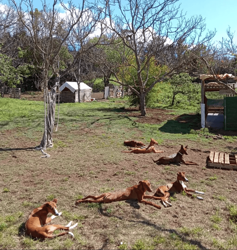 Perros Santuario