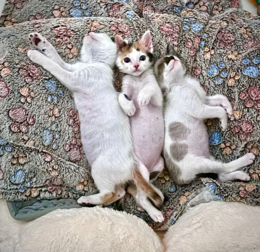 Lily, Harley y Dex