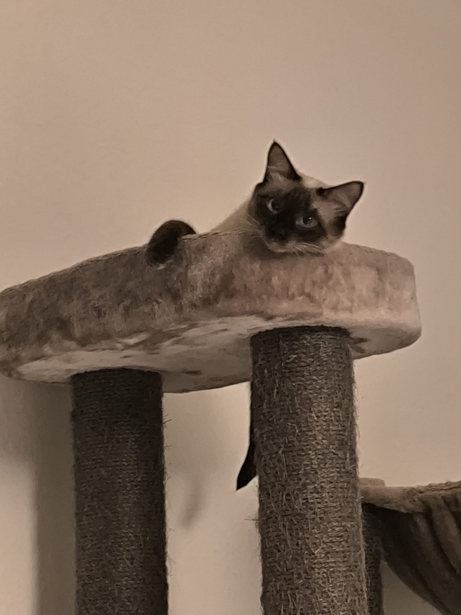 BELA