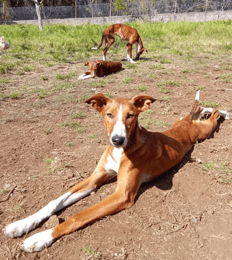 Perros Santuario