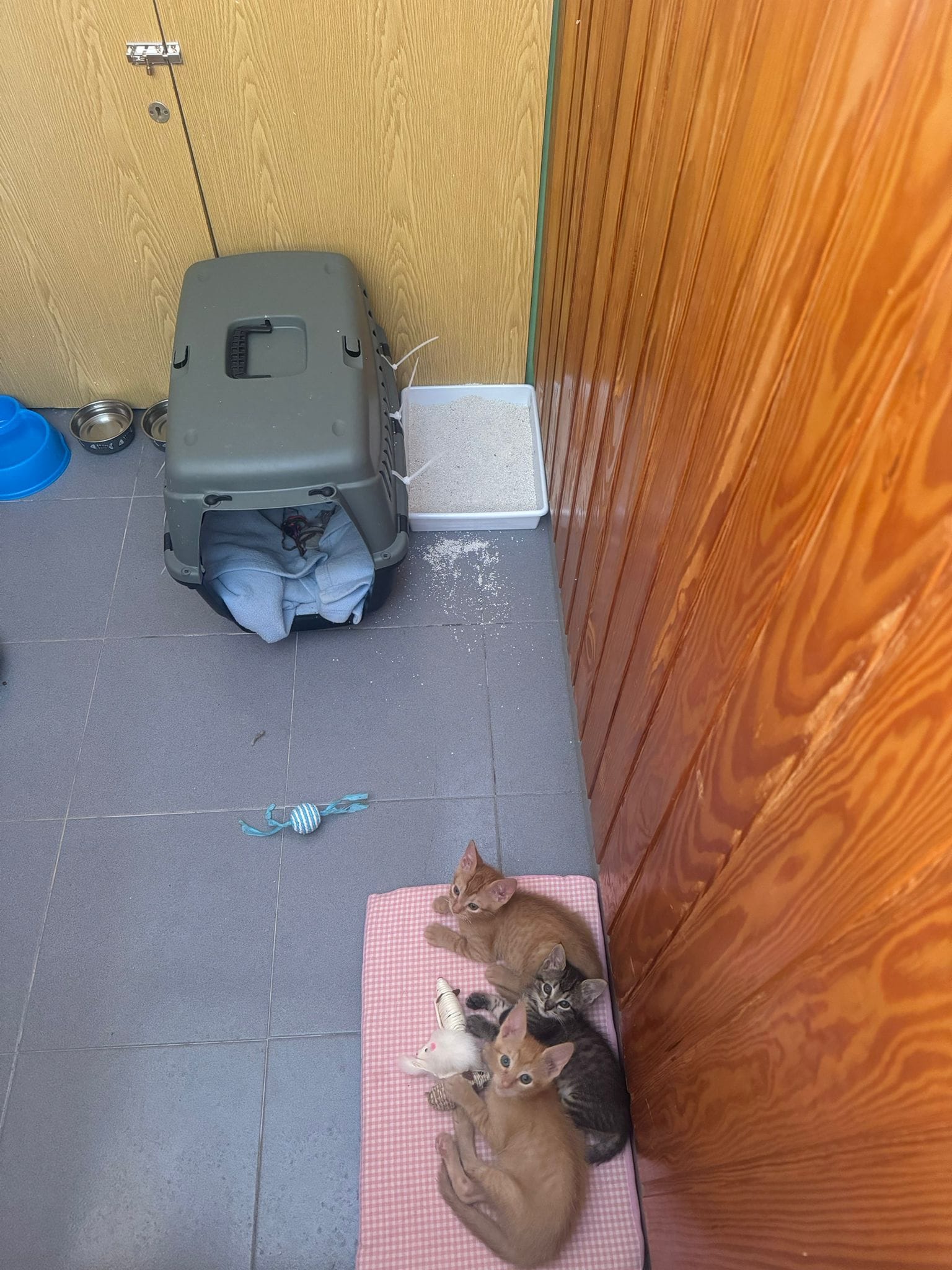LOS TRILLIZOS DE LA BASURA