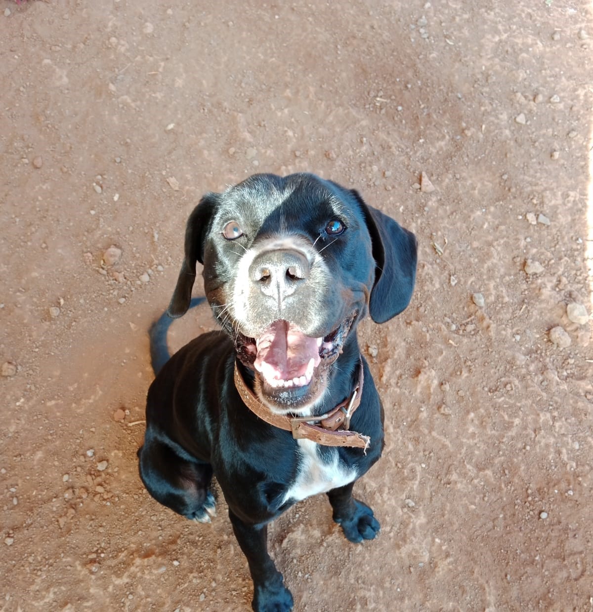 Perro negro de Sirius sentado y mirando a la cámara