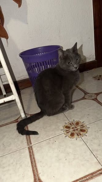 AnimaleTest