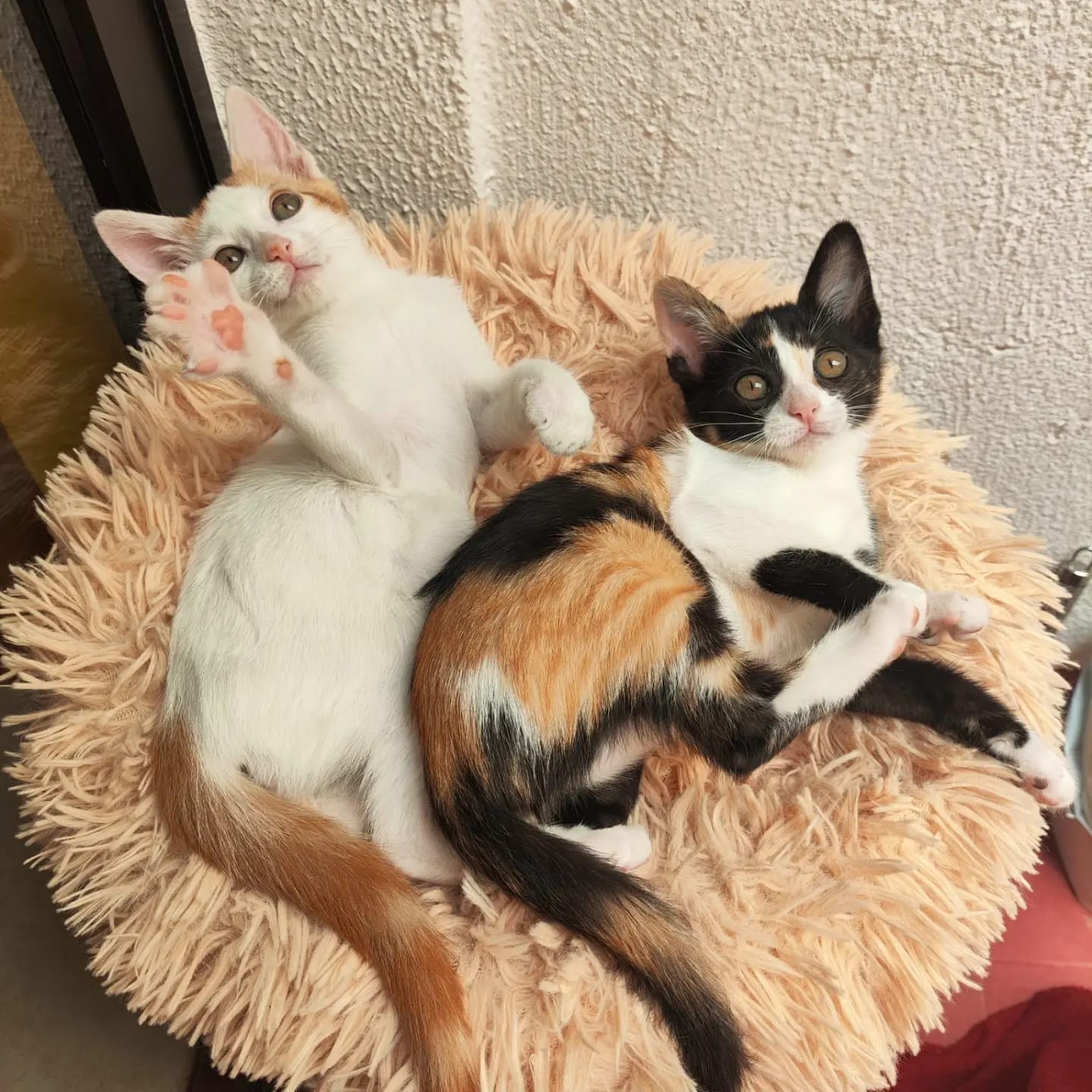 Adán y Nala