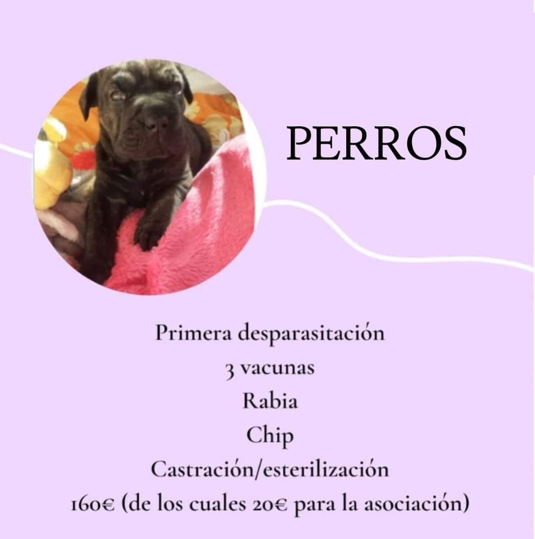 Foto di RescateAnimal Valkiria 3