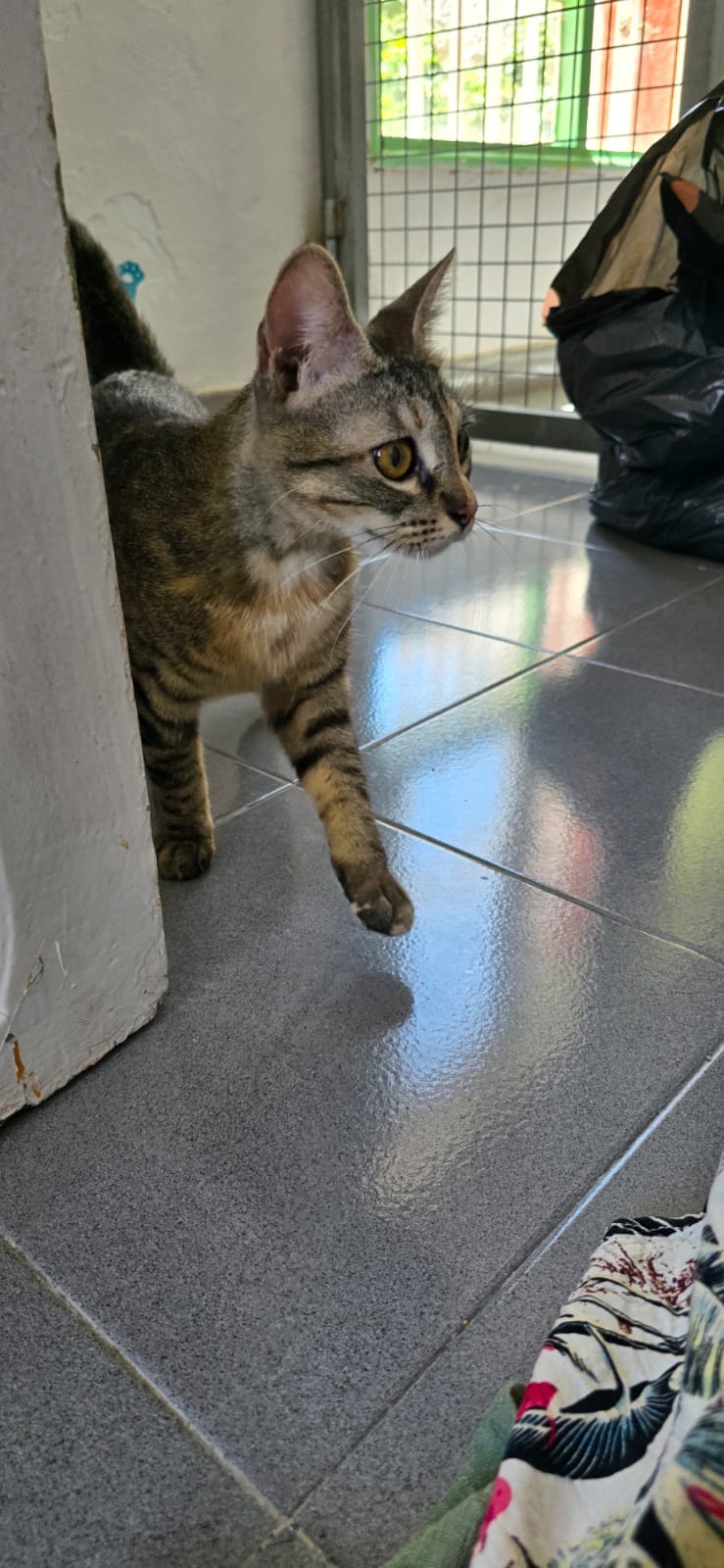 NOA
