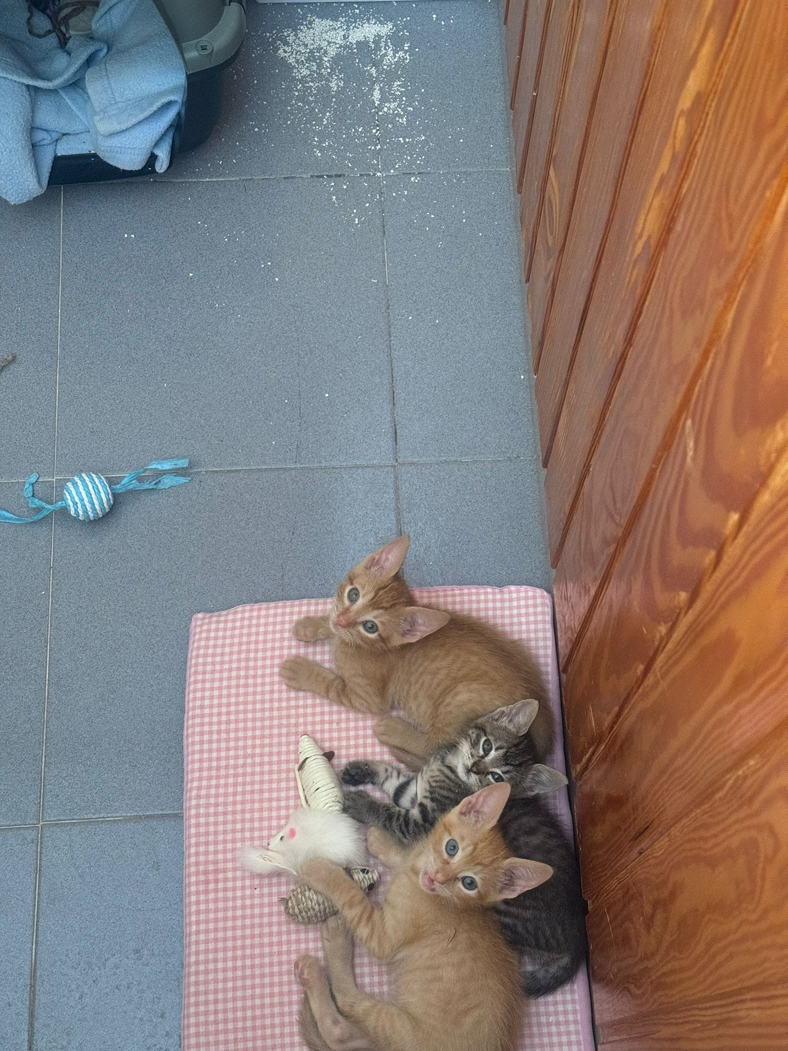LOS TRILLIZOS DE LA BASURA