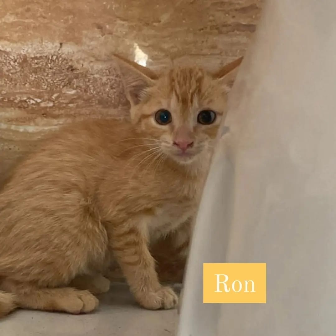 Ron