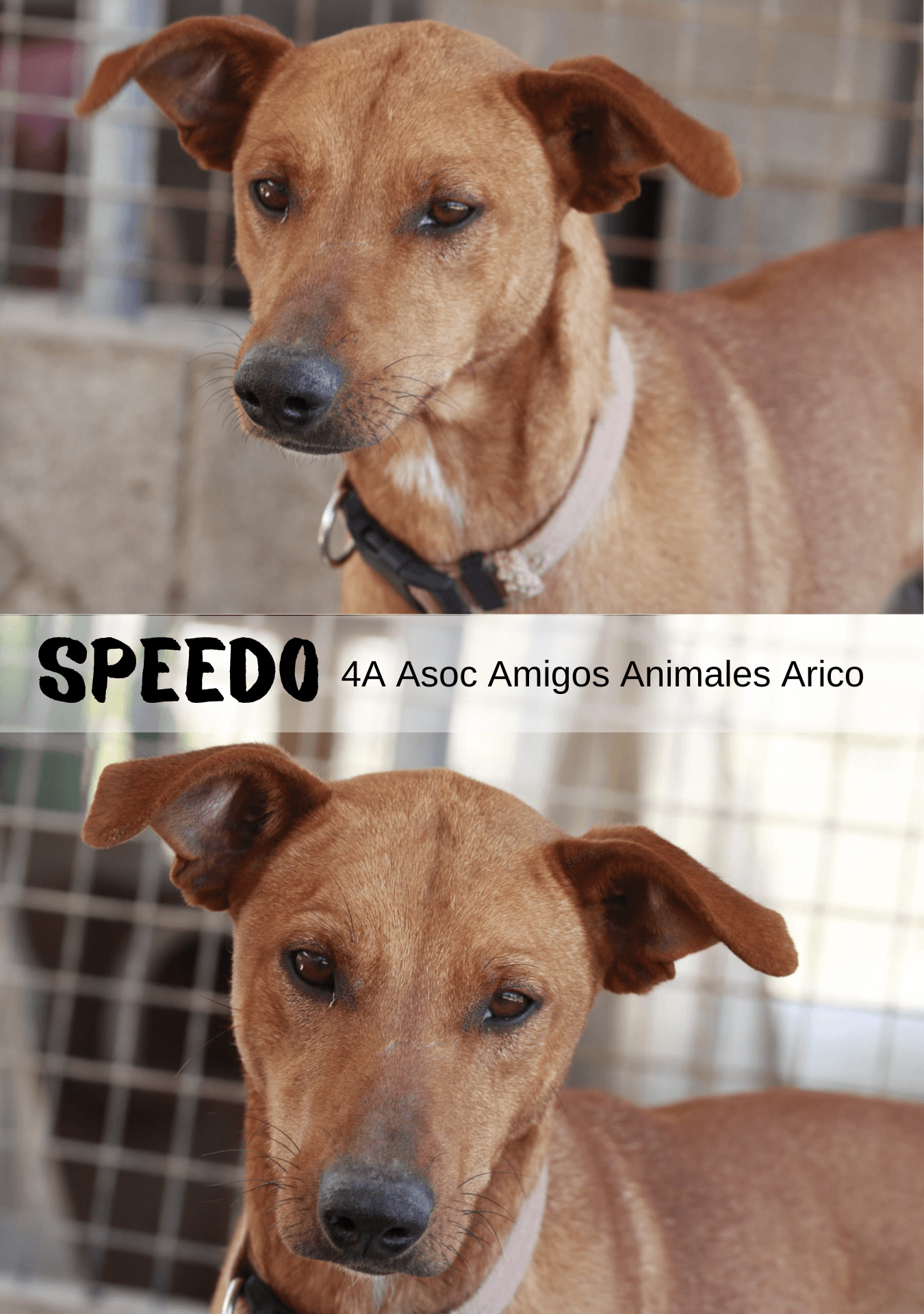 Adopta a tu Compañero Perfecto