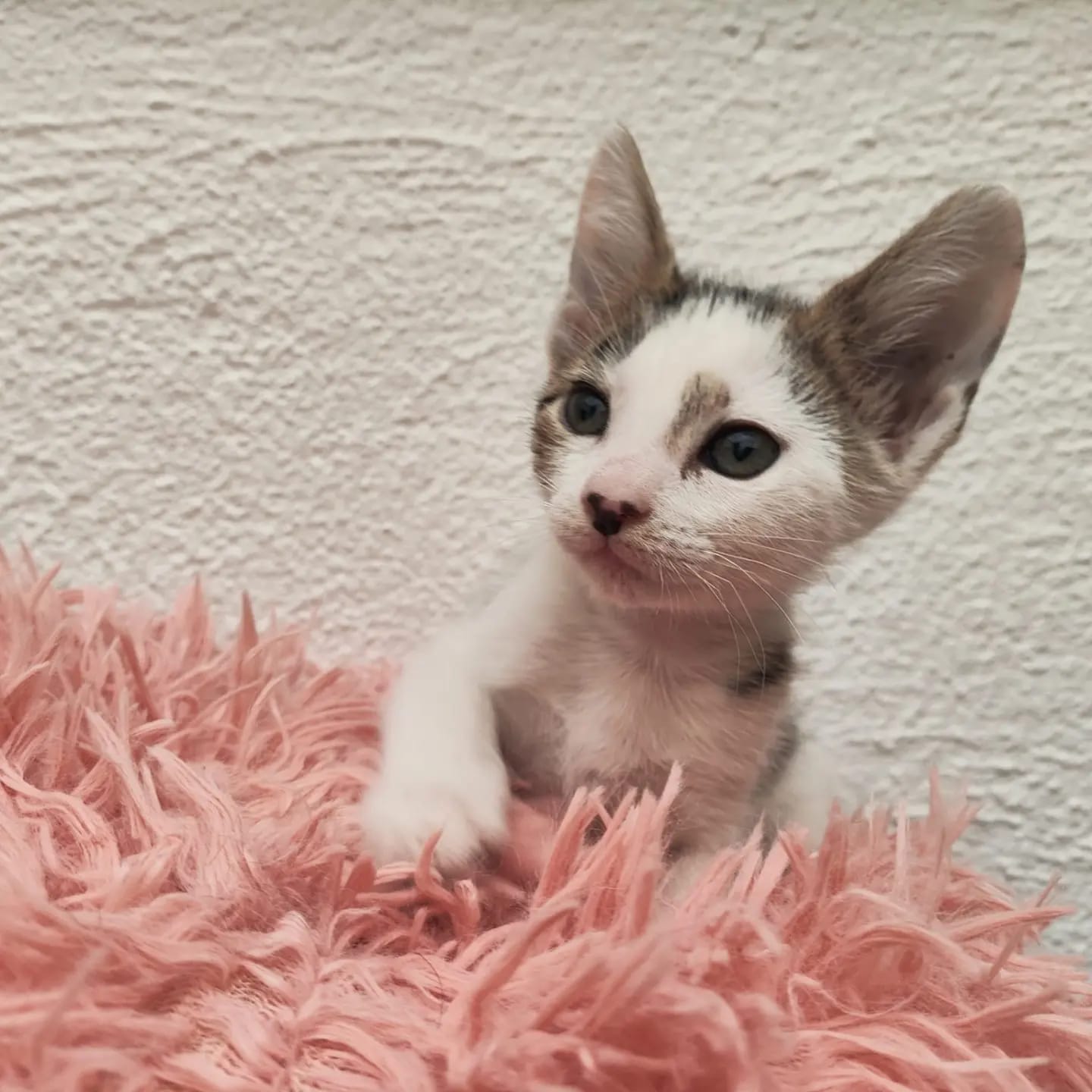 Nala