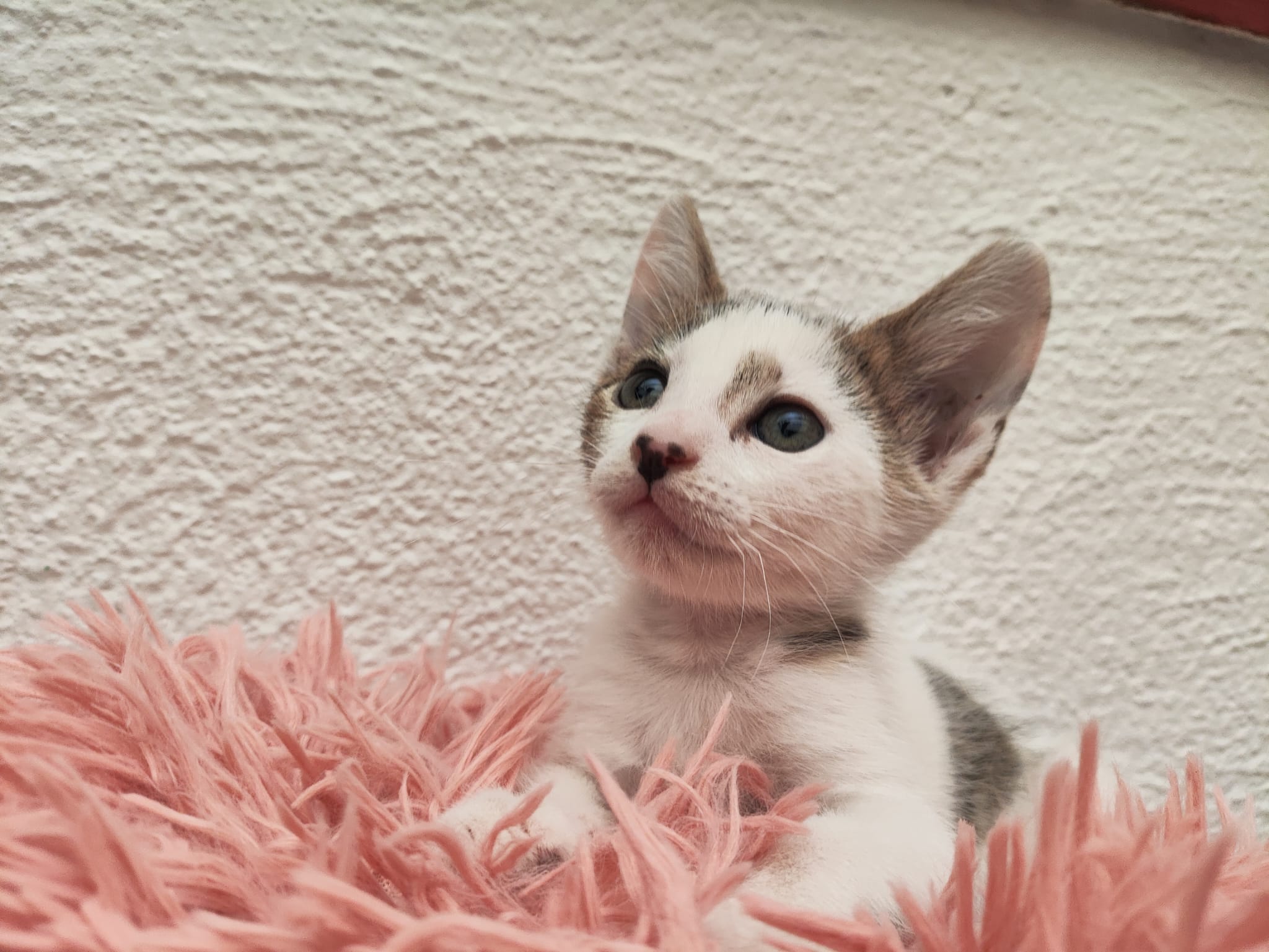 Nala