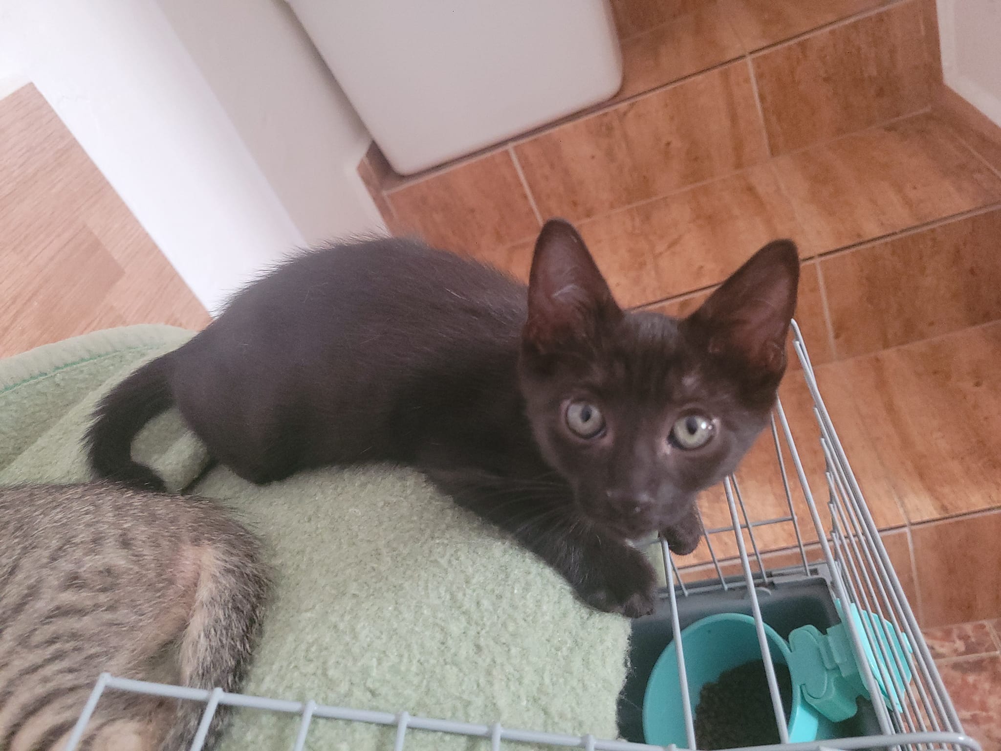 ¡Cuatro hermanos buscan un hogar lleno de amor!