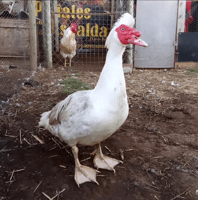Plumíferos