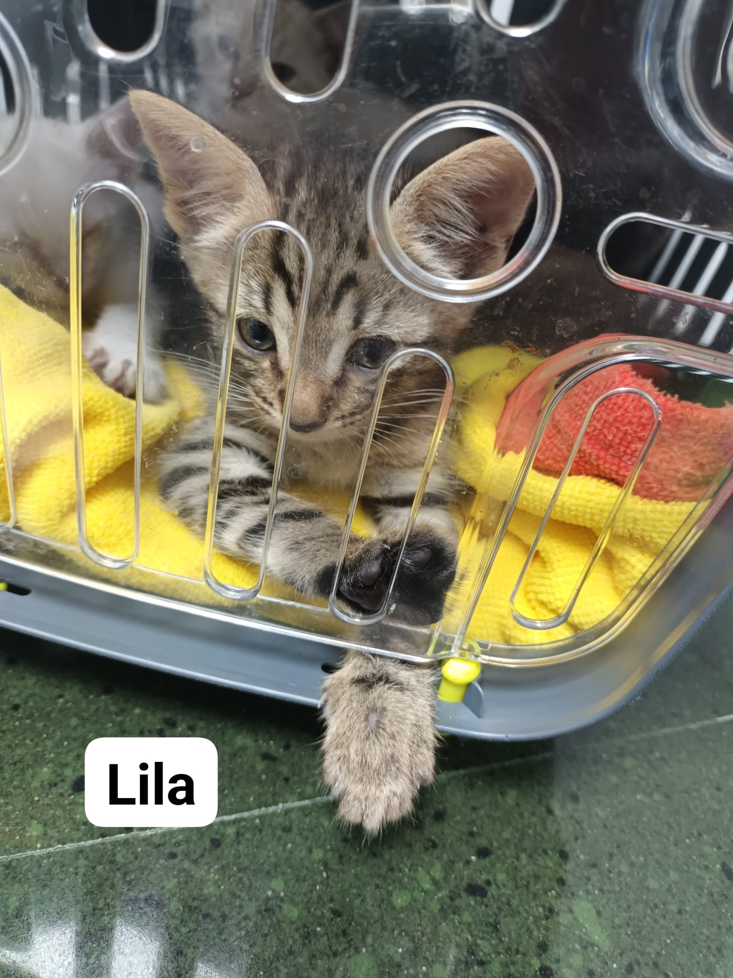 Lila
