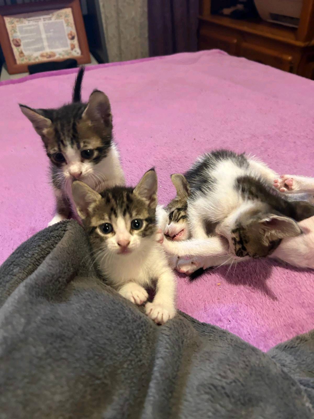 Gatitos Raya