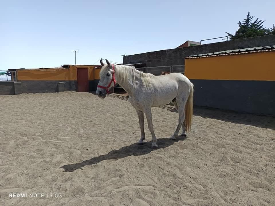Curro